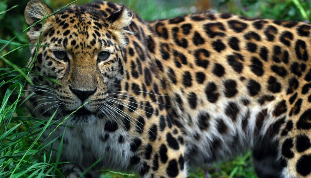 The Plight of the Amur Leopard