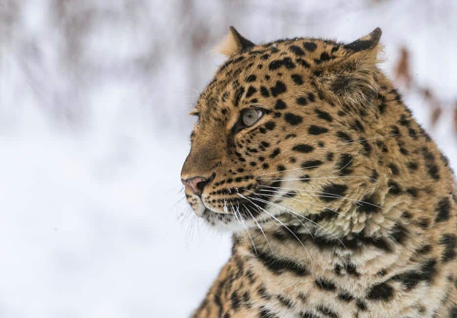  The Plight of the Amur Leopard