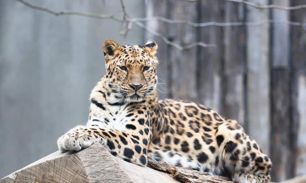  The Plight of the Amur Leopard