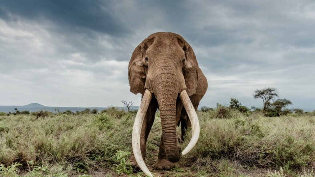 10 Fascinating Facts About African Elephants