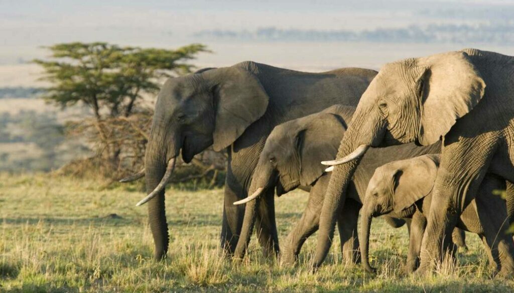 10 Fascinating Facts About African Elephants