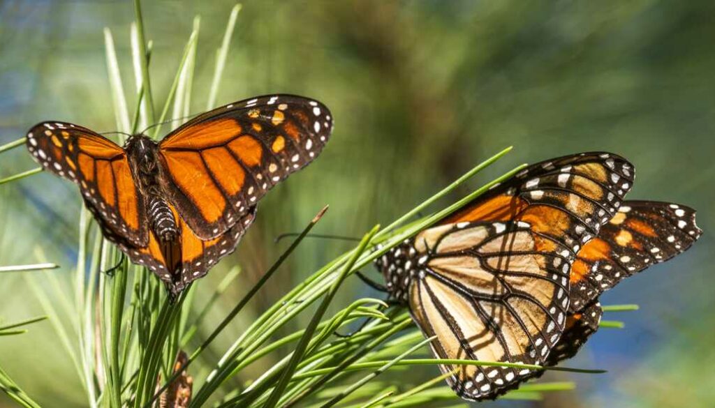 Butterfly Conservation: The Colorful Struggles of Rare Species