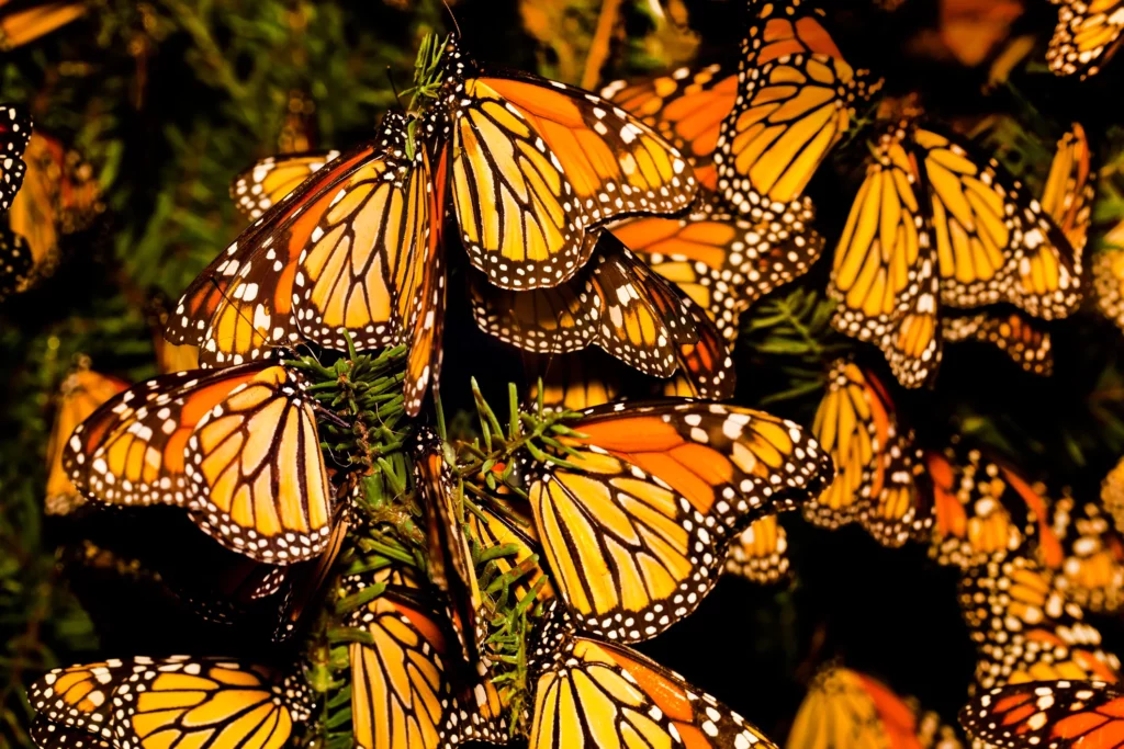 Butterfly Conservation: The Colorful Struggles of Rare Species