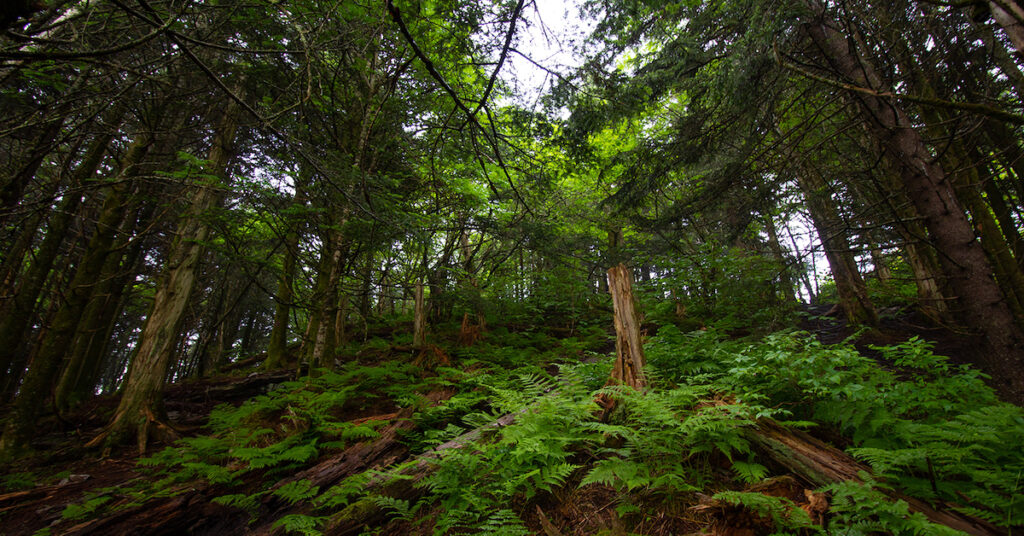 How Forests Act as Climate Change Superheroes