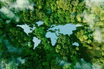 How Forests Act as Climate Change Superheroes