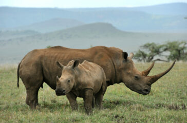 Vanishing Giants: The Story of Rhinoceros Conservation