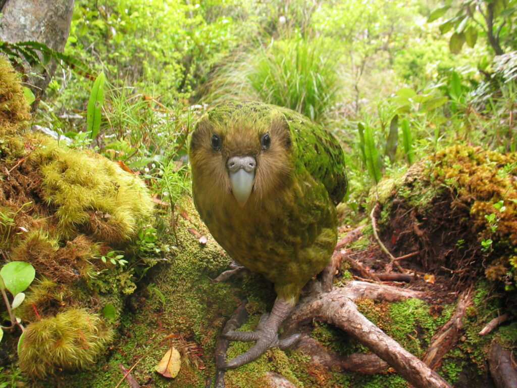 Rare and Unique: The Fight to Save the Kakapo Parrot