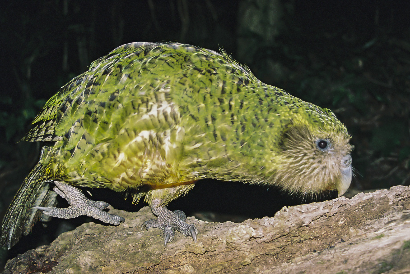Rare and Unique: The Fight to Save the Kakapo Parrot