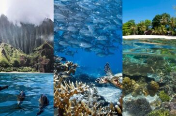 The Enigmatic World of Coral Reefs A Marine Wonderland