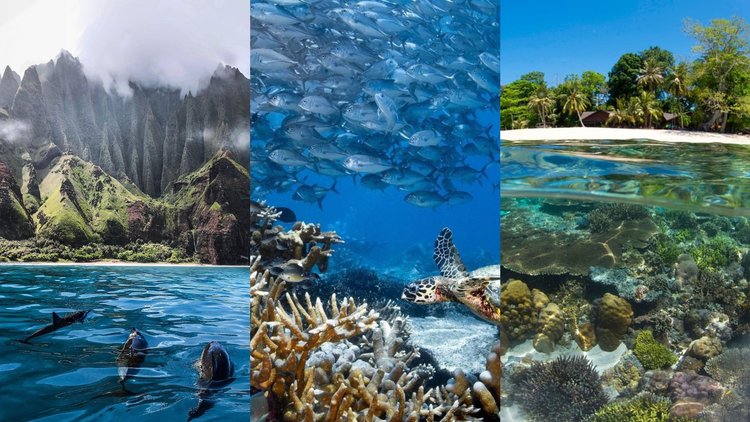 The Enigmatic World of Coral Reefs A Marine Wonderland