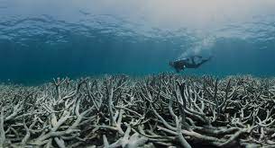 Impact of Climate Change on Coral Reefs and Marine Ecosystems