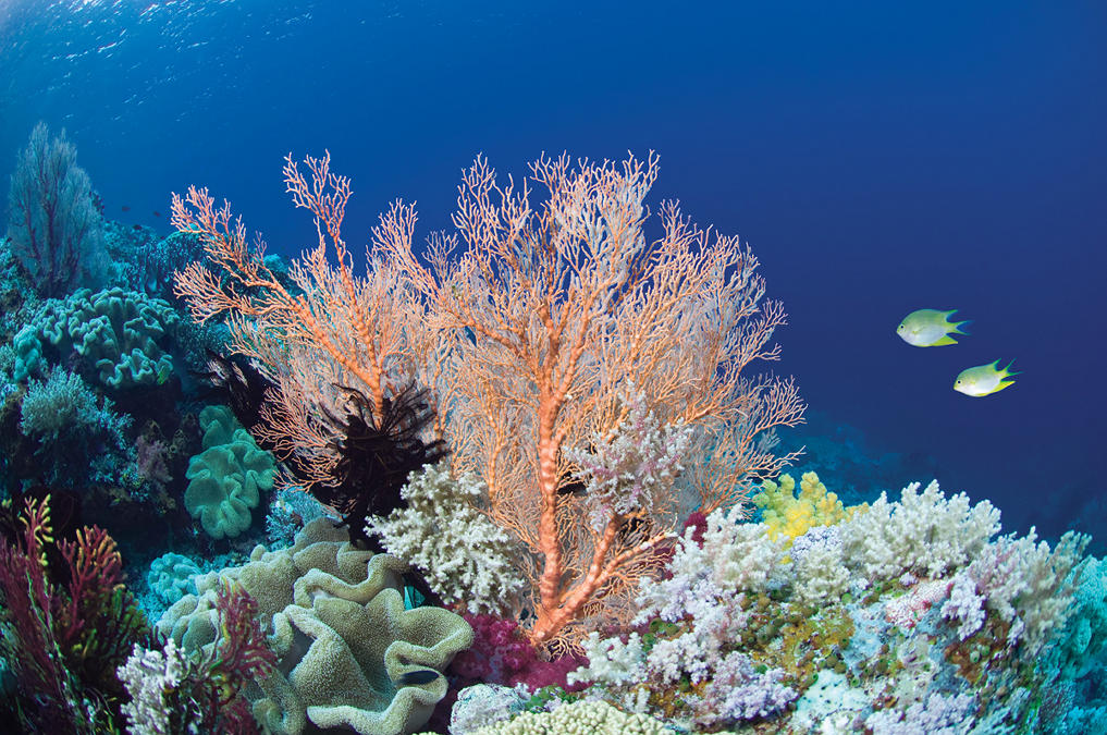 Impact of Climate Change on Coral Reefs and Marine Ecosystems