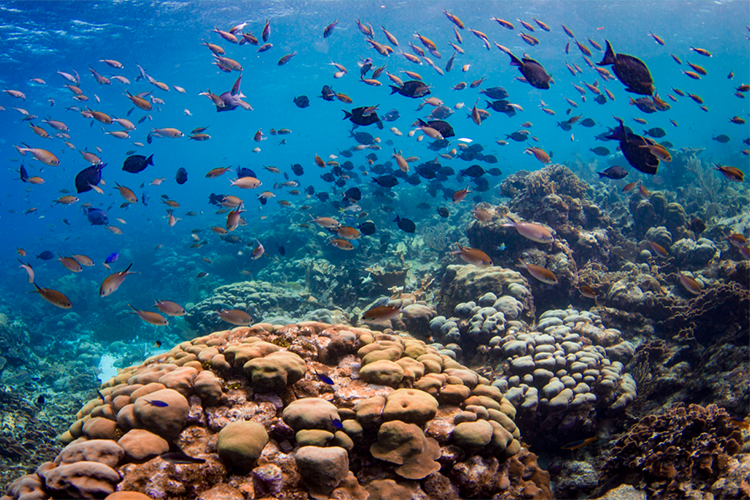 Impact of Climate Change on Coral Reefs and Marine Ecosystems