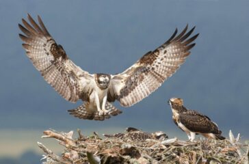 The Birds of Prey: Hunters of the Sky