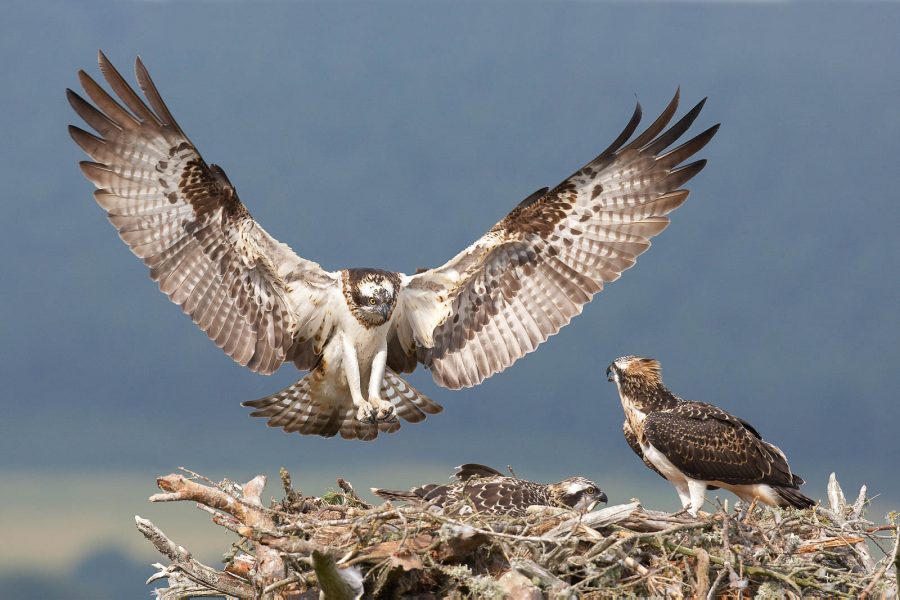 The Birds of Prey: Hunters of the Sky