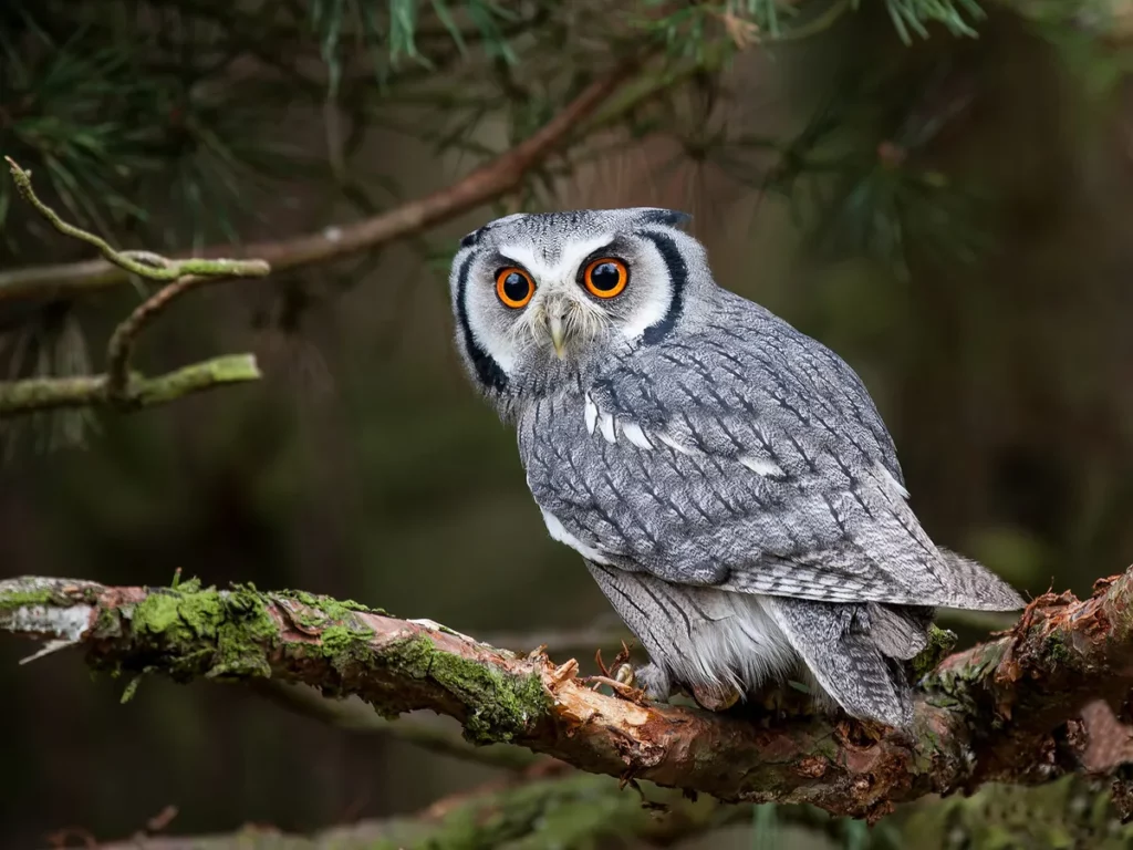 Hope for the Hooters: The Conservation of Owls