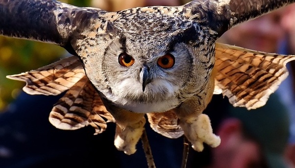 Hope for the Hooters: The Conservation of Owls