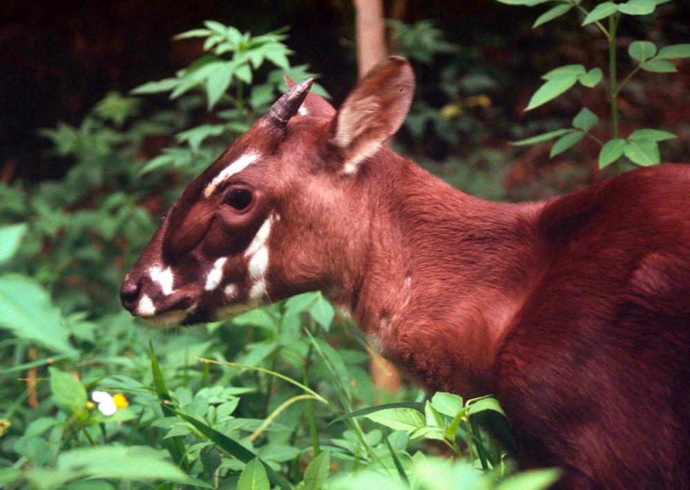 Safeguarding the Saola Asia's Elusive Unicorn