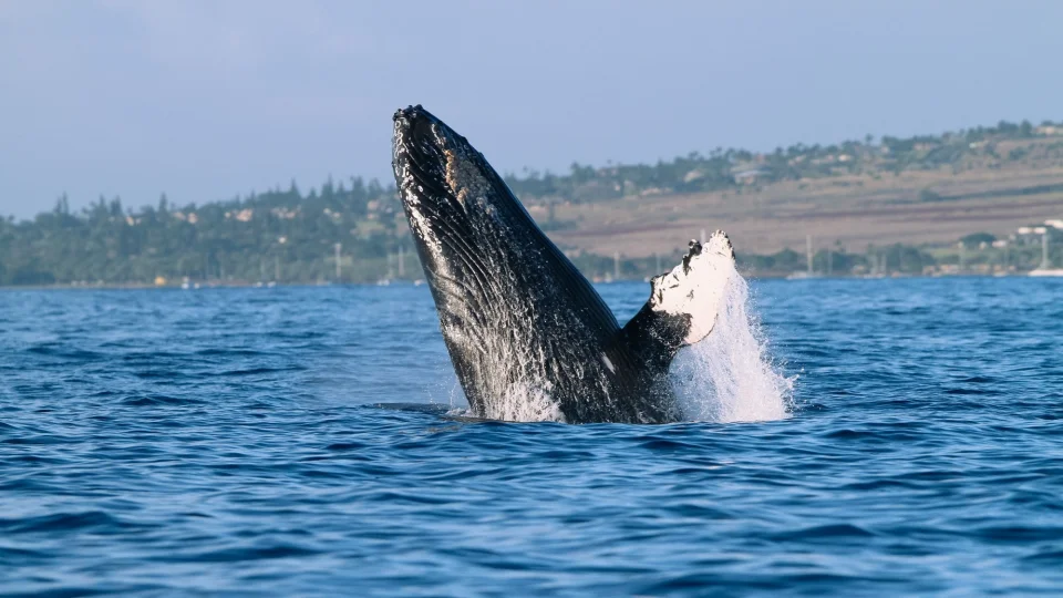 Whale Watching: A Guide to Witnessing Majestic Marine Giants