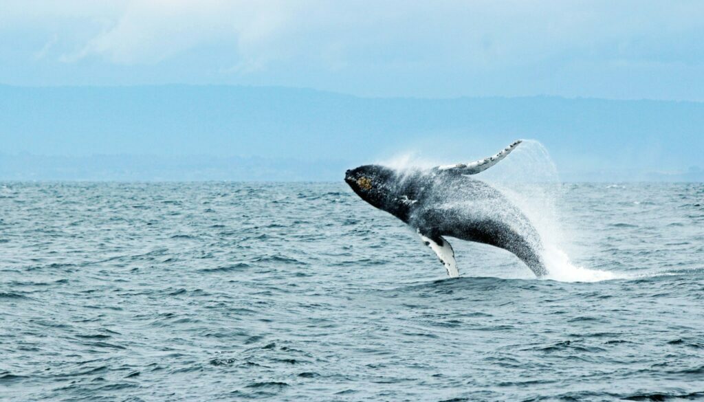 Whale Watching A Guide to Witnessing Majestic Marine Giants