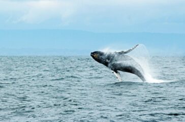 Whale Watching A Guide to Witnessing Majestic Marine Giants