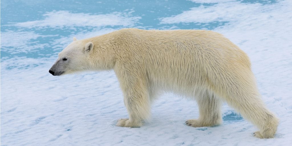Endangered Species Fighting for Survival in a Changing Climate
