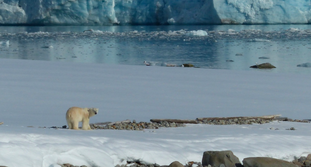 Exploring the World of Arctic Wildlife 