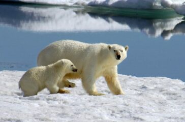 Exploring the World of Arctic Wildlife