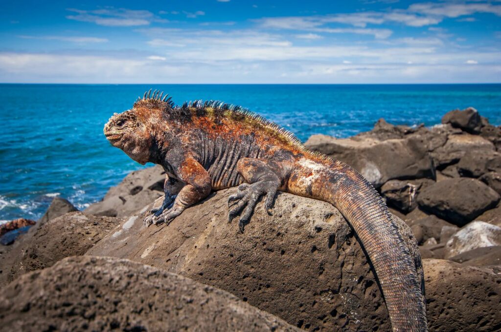 Natural Marvels: Galápagos Islands and Darwin's Legacy