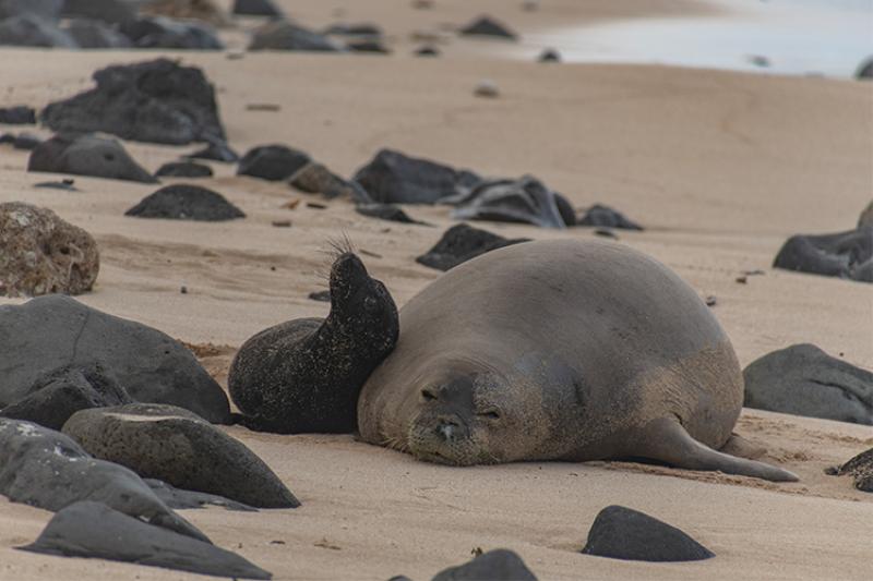 Protecting Paradise: The Struggle to Save the Hawaiian Monk Seal 