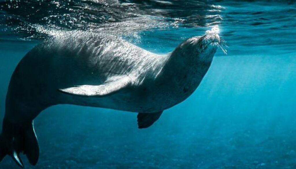 Protecting Paradise: The Struggle to Save the Hawaiian Monk Seal