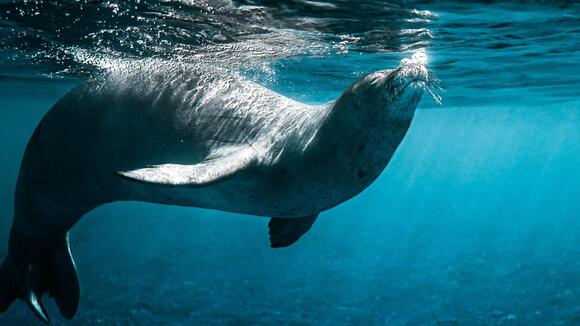 Protecting Paradise: The Struggle to Save the Hawaiian Monk Seal
