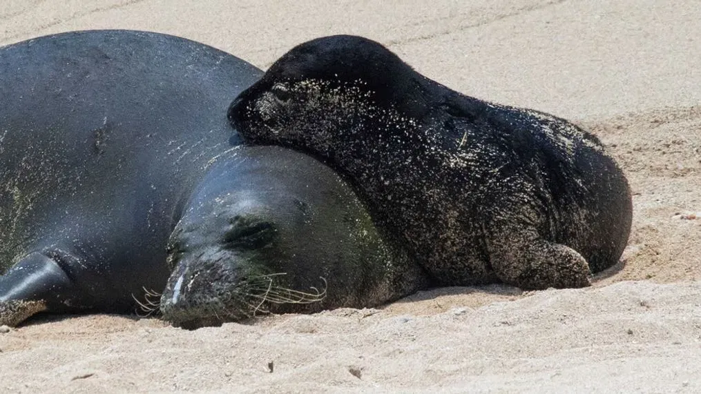 Protecting Paradise: The Struggle to Save the Hawaiian Monk Seal 