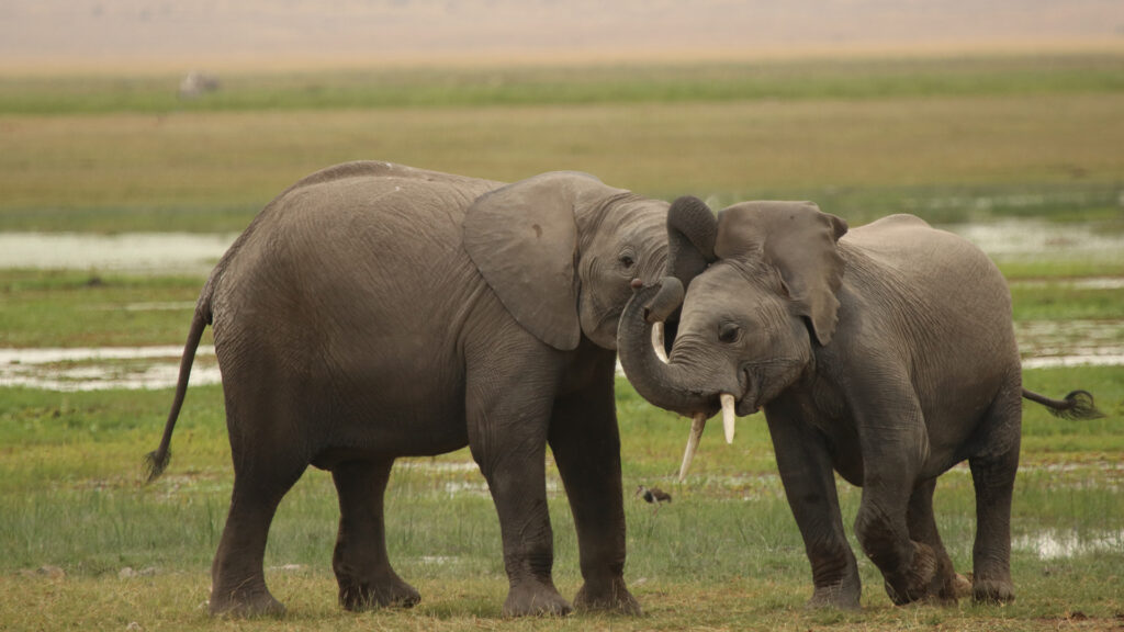Saving the Giants: The African Elephant Conservation Efforts 