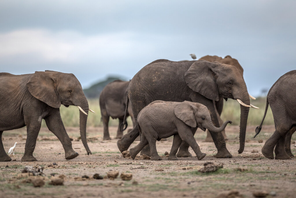 Saving the Giants: The African Elephant Conservation Efforts 