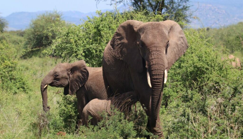 Saving the Giants: The African Elephant Conservation Efforts