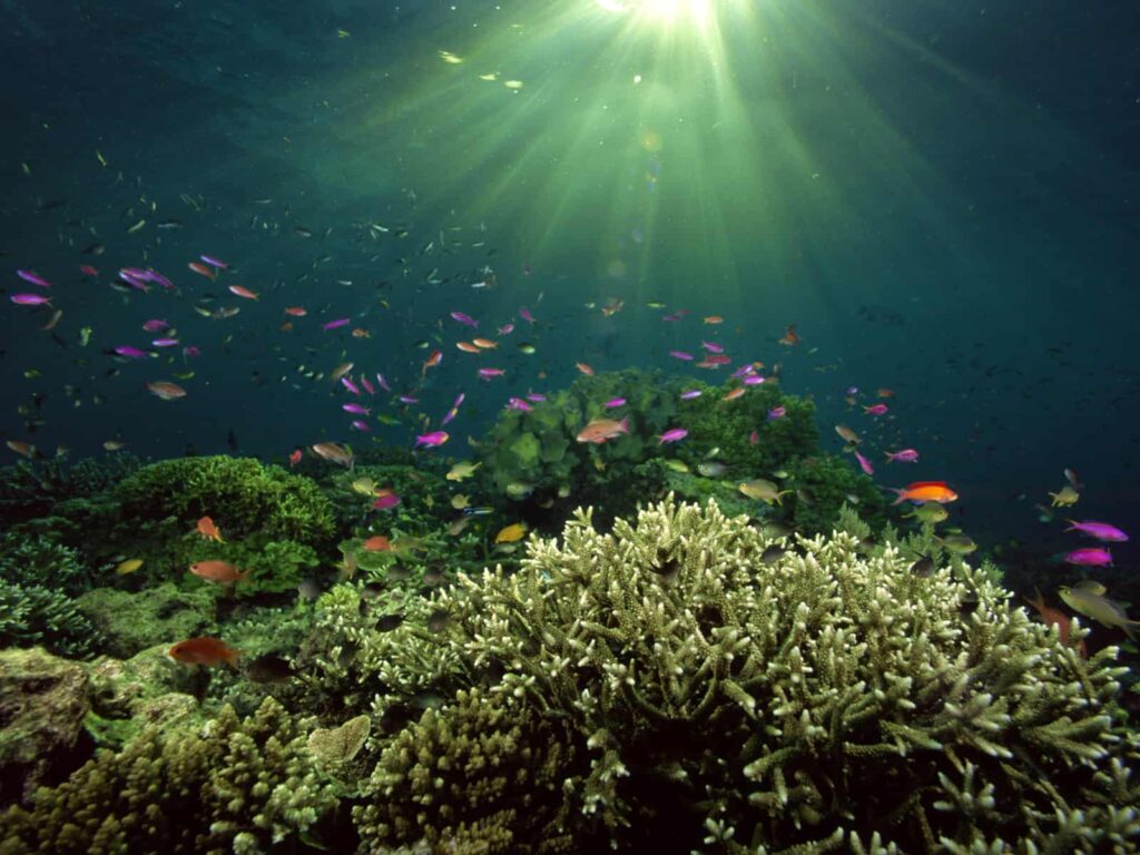 The Incredible Diversity of Oceanic Ecosystems 