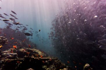 The Incredible Diversity of Oceanic Ecosystems