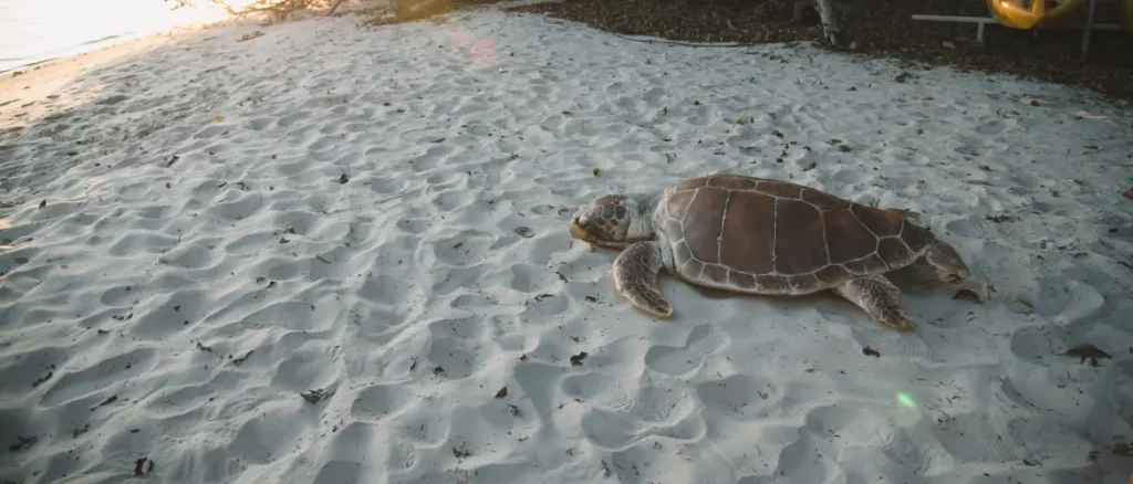 Tiny Treasures: The Fight to Protect Sea Turtles 