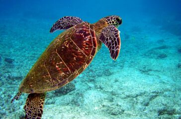 Tiny Treasures: The Fight to Protect Sea Turtles
