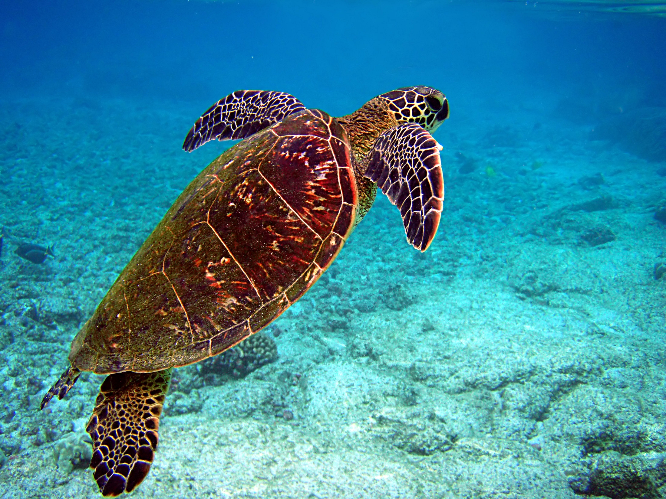 Tiny Treasures: The Fight to Protect Sea Turtles
