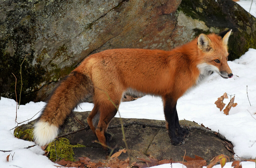 A Day in the Life of a Red Fox