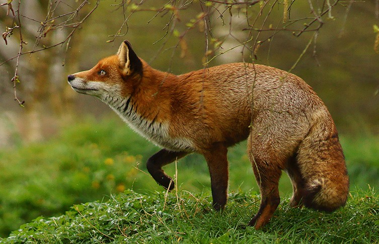 A Day in the Life of a Red Fox