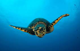 Protecting Sea Turtles: Guardians of the Ocean 