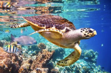 Protecting Sea Turtles: Guardians of the Ocean