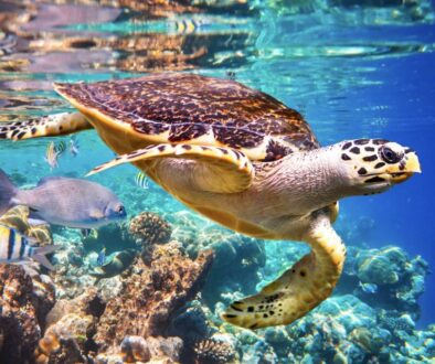 Protecting Sea Turtles: Guardians of the Ocean