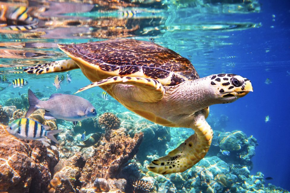 Protecting Sea Turtles: Guardians of the Ocean