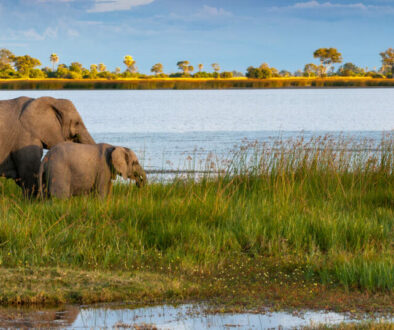 The Blue Heart of Africa: Preserving Okavango Delta Wildlife