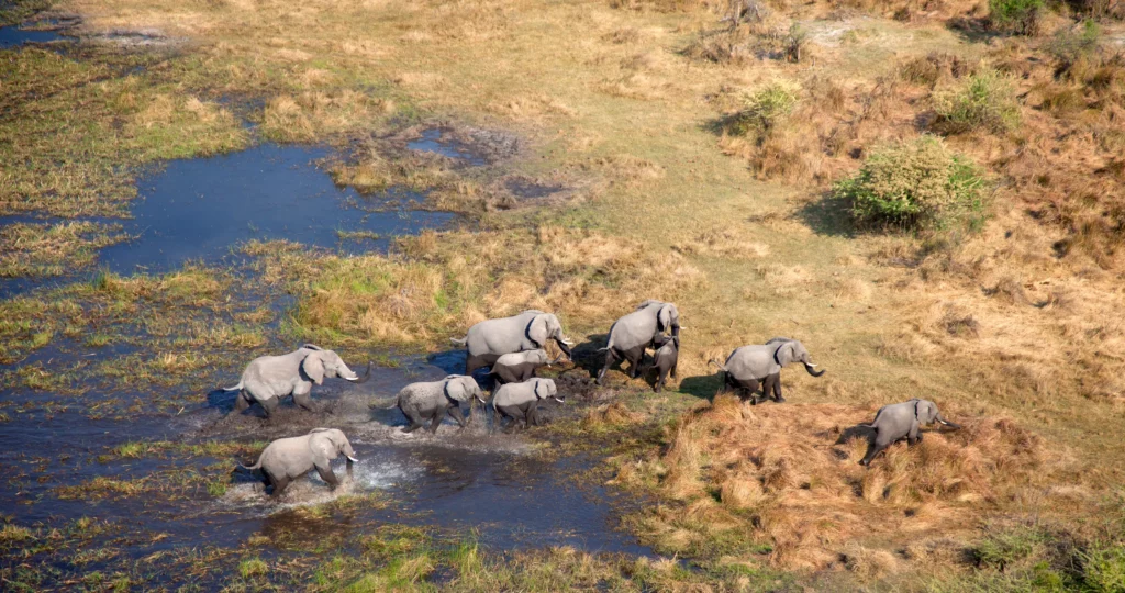 The Blue Heart of Africa: Preserving Okavango Delta Wildlife