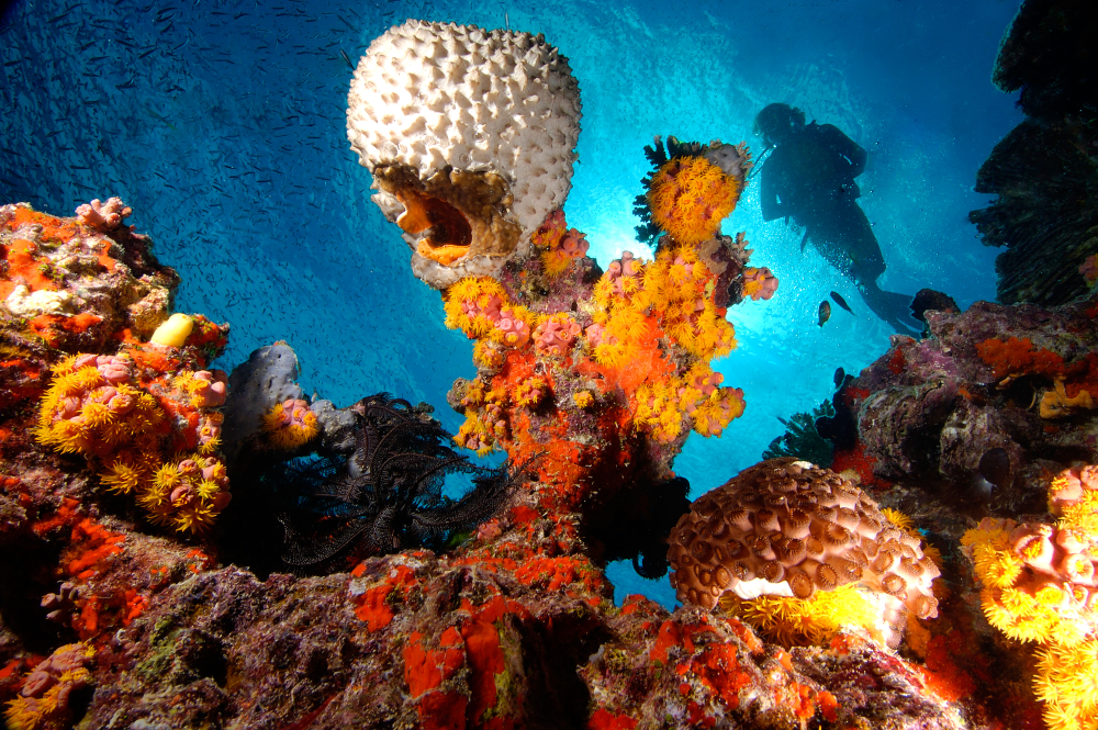 The Great Barrier Reef: Australia's Underwater Masterpiece 